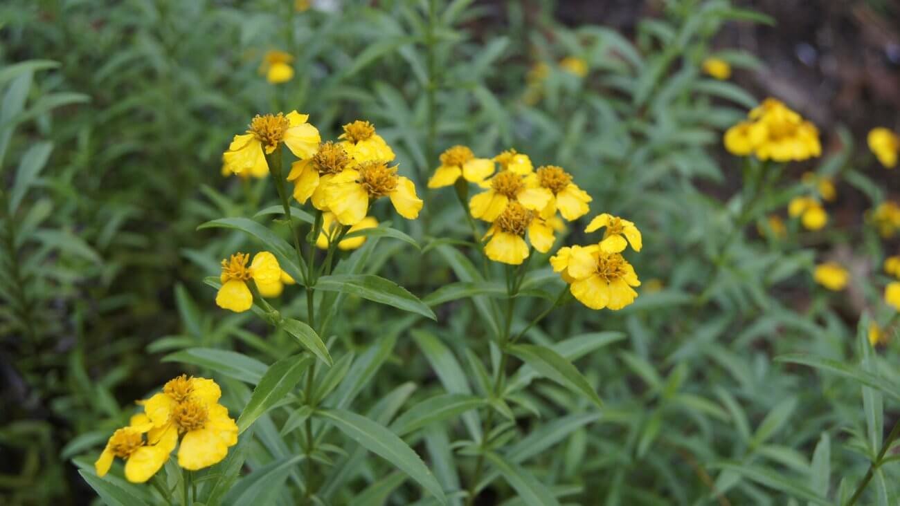 Тархун (эстрагон)