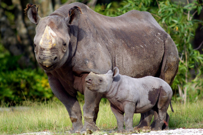 Бесценные рога носорога заменят 3D-печатными аналогами. Фото.