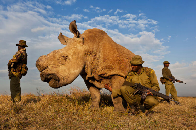 Охрана белого носорога