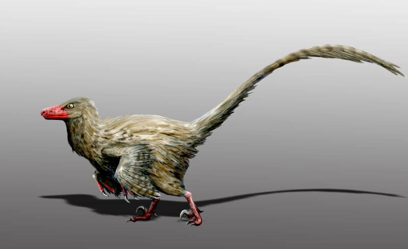 Hesperonychus