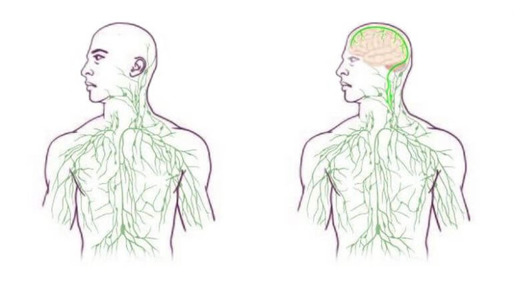 Связь между мозгом и иммунной системой