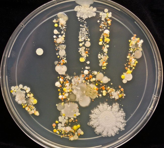 #фото дня | Сколько различных микроорганизмов живут на наших руках? Фото.