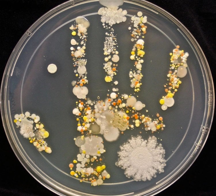 Сколько разных микробов живут на наших руках?