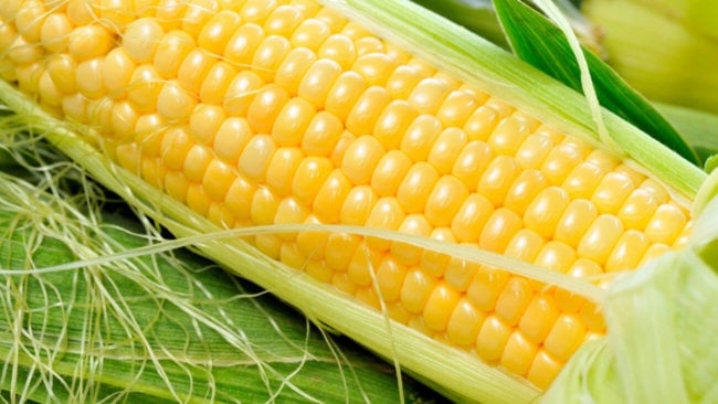 #биология | Сладкая кукуруза. Без глютена, но сахар повышает. Фото.