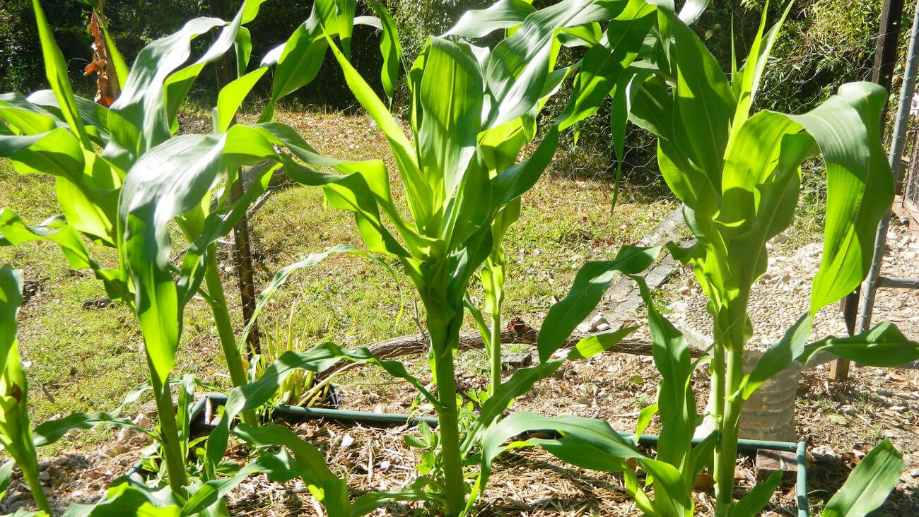 Кукуруза Кукуруза