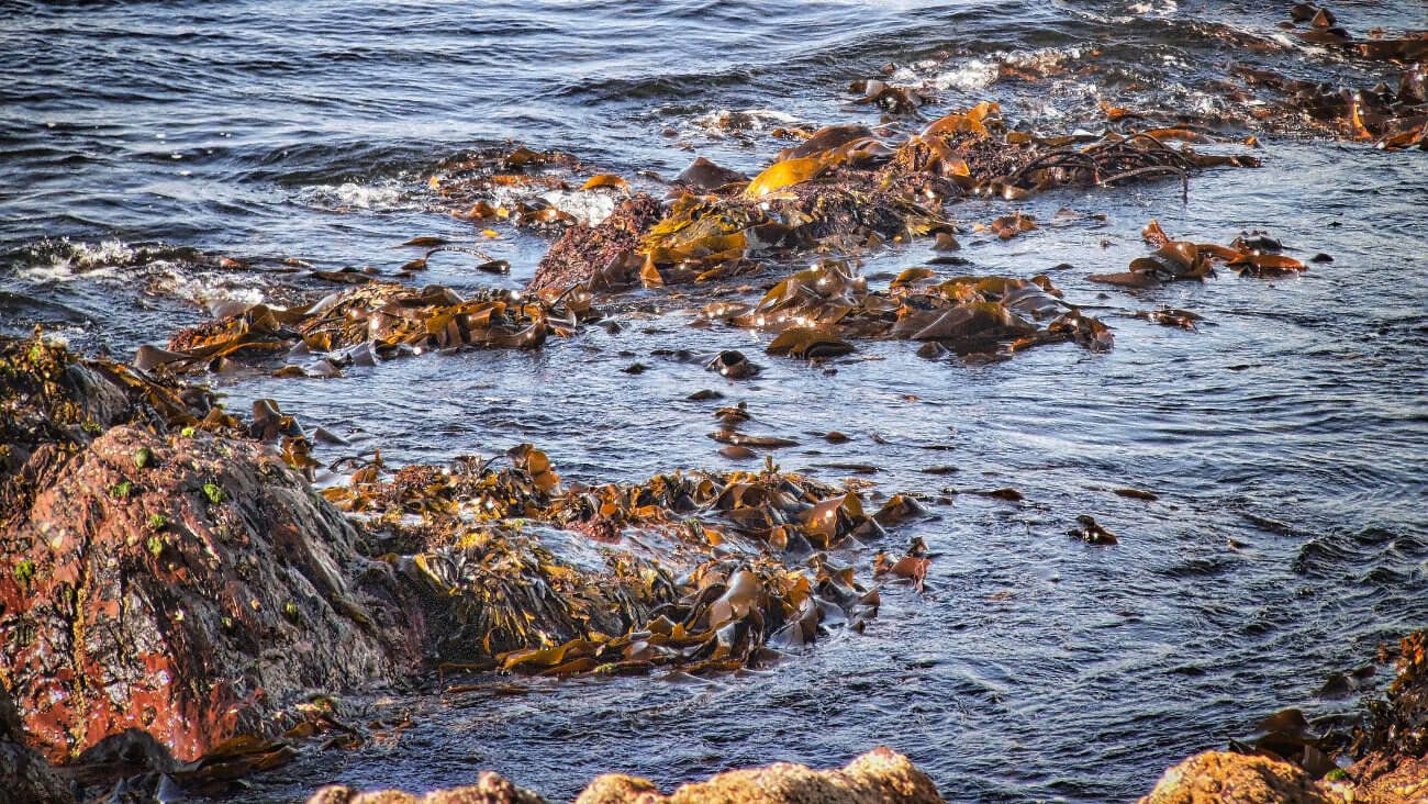 Морские водоросли