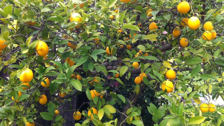 биология | Лимон содержит модулятор иммунитета нарингенин - Hi-News.ru
