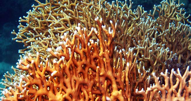 Открытый учёными коралл установил рекорд продолжительности жизни