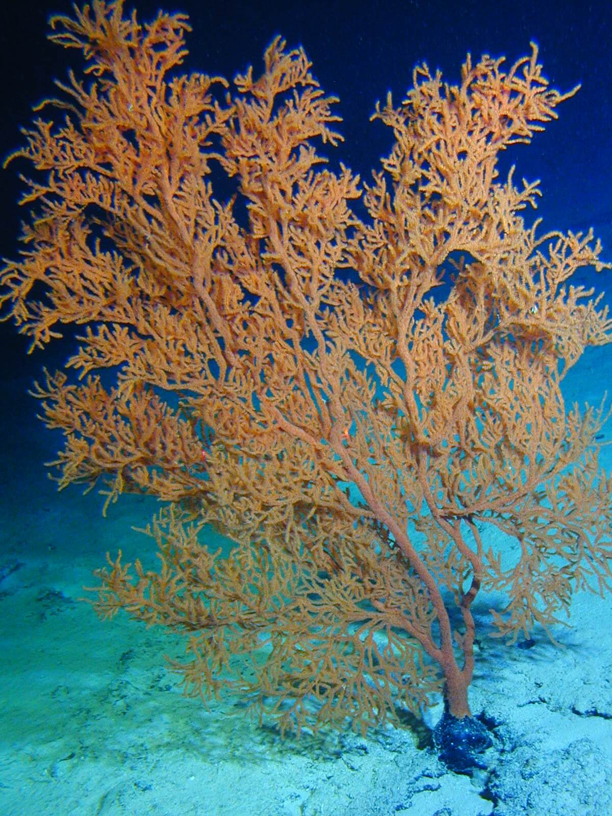 Открытый учёными коралл установил рекорд продолжительности жизни