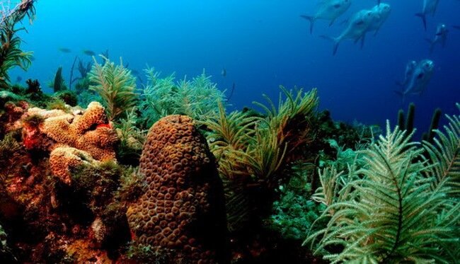 Очистить океаны от токсичных загрязнений помогут искусственные кораллы. Фото.