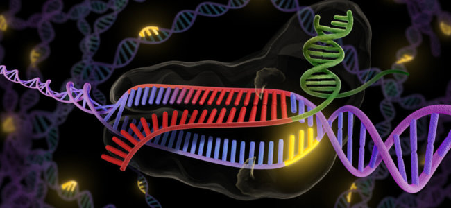 Ученые изменили T-клетки с помощью генетической методики CRISPR. Фото.