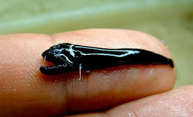Учёные нашли клыкастую рыбу, похожую на пришельца. Фото.