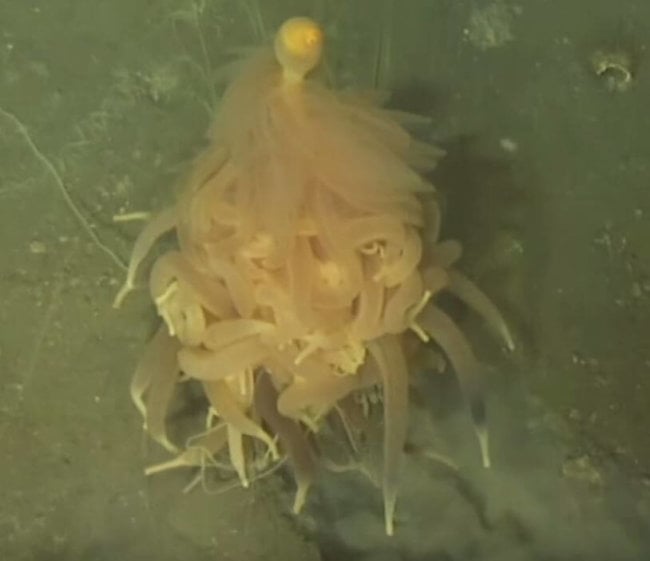 #видео дня | «Летающий макаронный монстр» найден на дне океана. Фото.