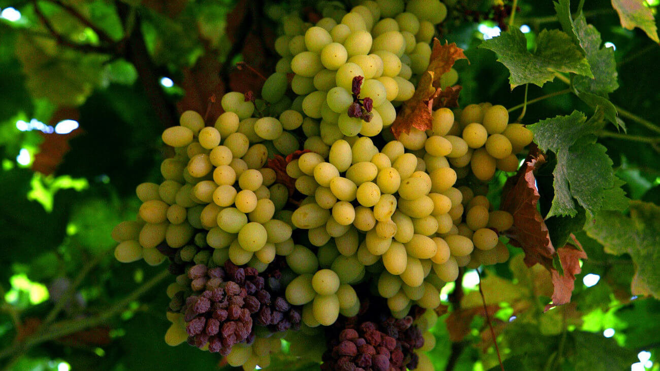 Виноград