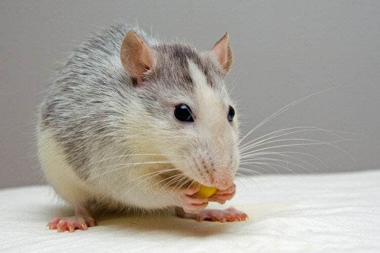 Учёные стимулируют мозг мышей с помощью беспроводной «зарядки». Фото.