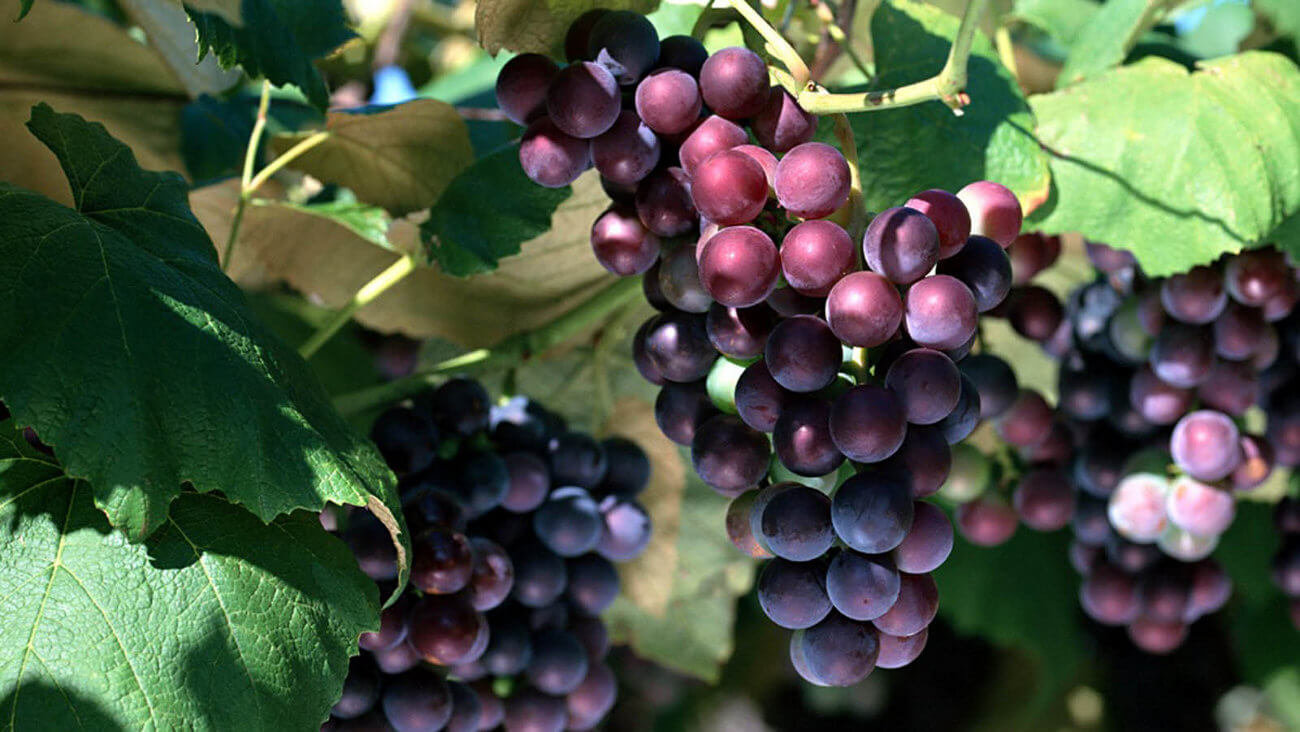 Виноград