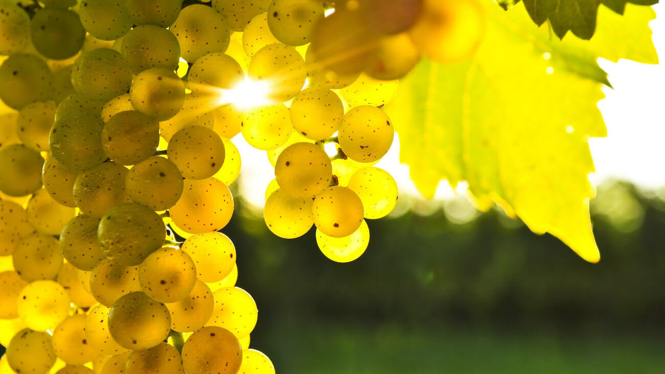 Виноград
