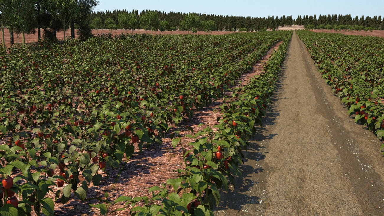 Сладкий перец