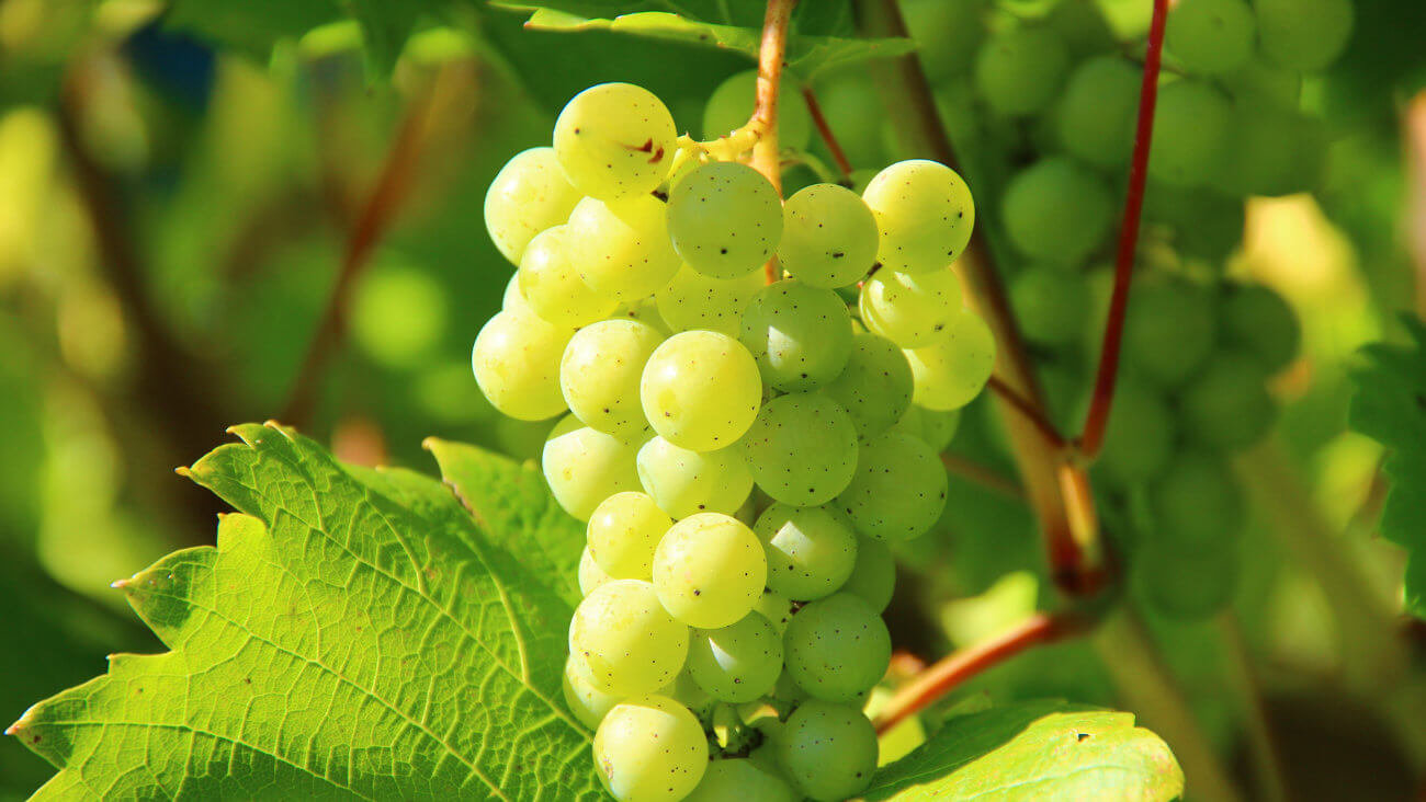 Виноград
