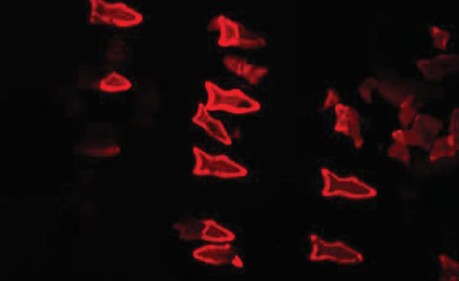 Микроскопические «рыбки» очистят вашу кровь от токсинов. Фото.
