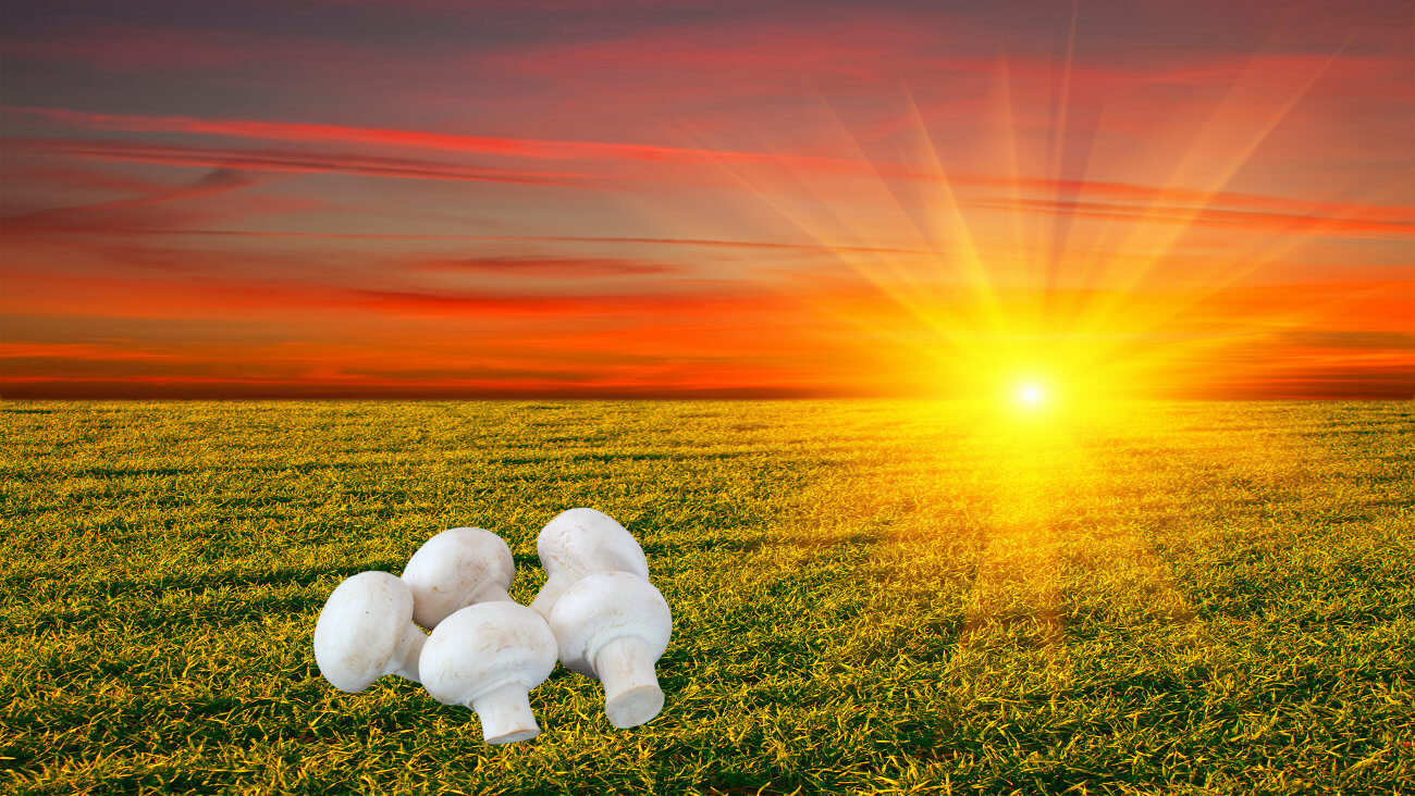 Солнце и шампиньоны