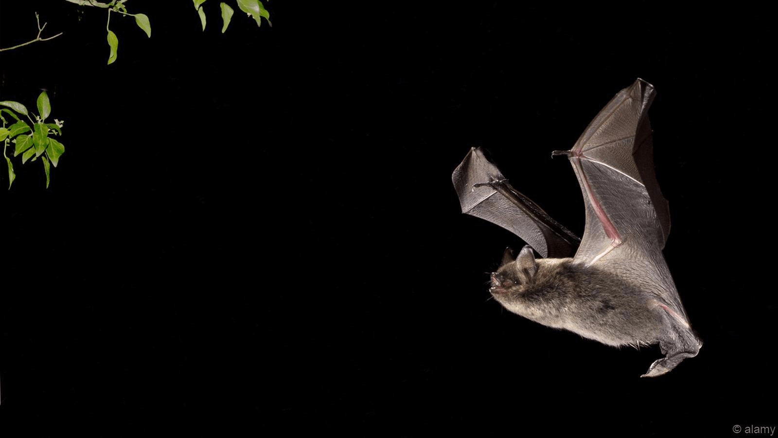 Летучая мышь