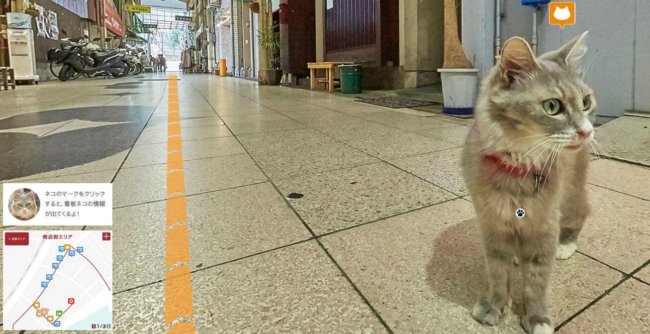 Японцы создали кошачий аналог Google Street View. Фото.