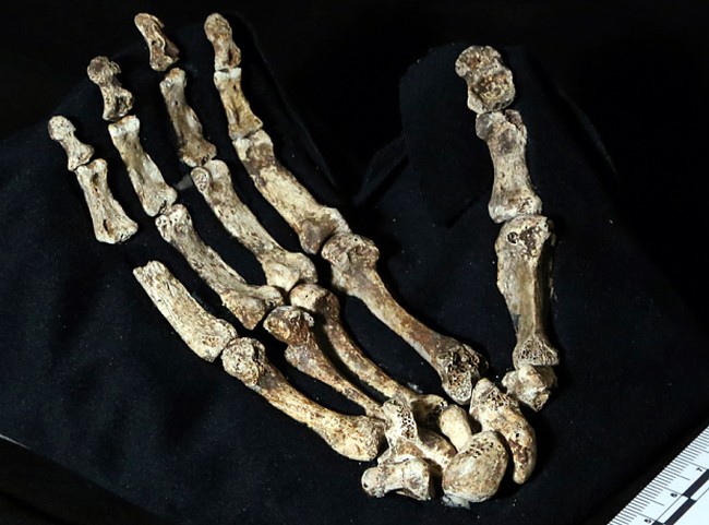 Учёные обнаружили в Африке ранее неизвестного предка человека