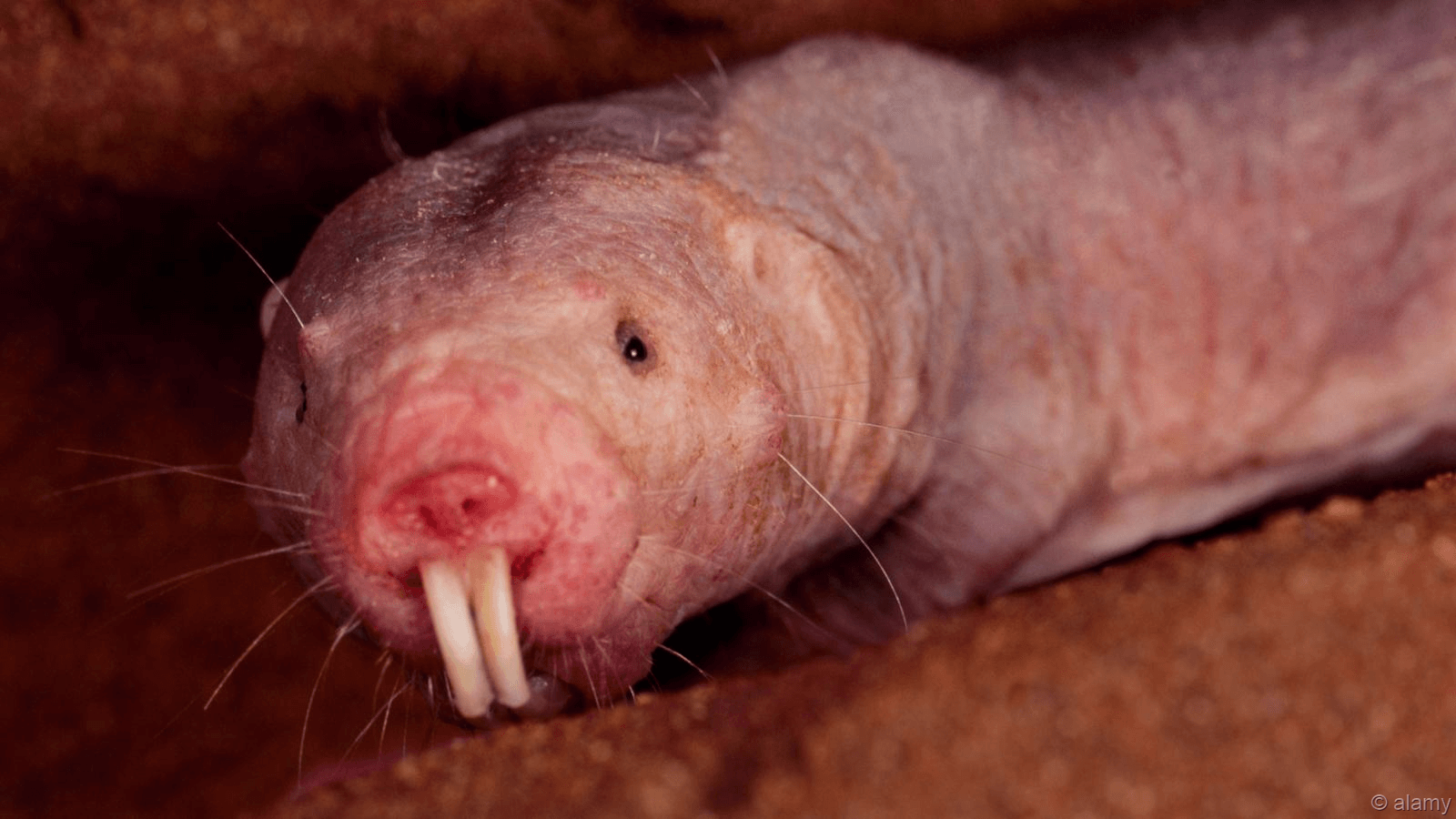 Голый землекоп