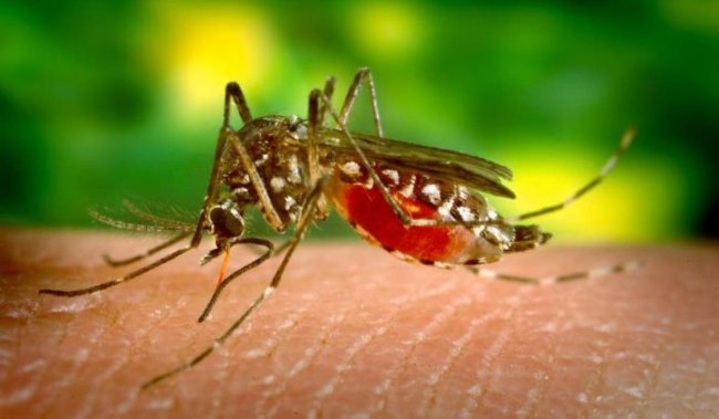 Учёные усовершенствовали комаров для борьбы с малярией. Фото.