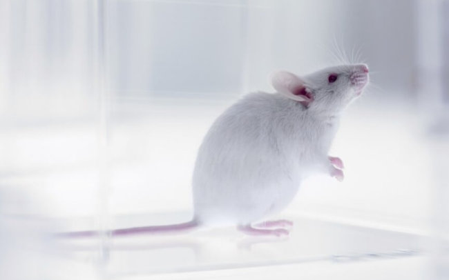 Российские учёные успешно пересадили мыши напечатанную на 3D-биопринтере щитовидку. Фото.