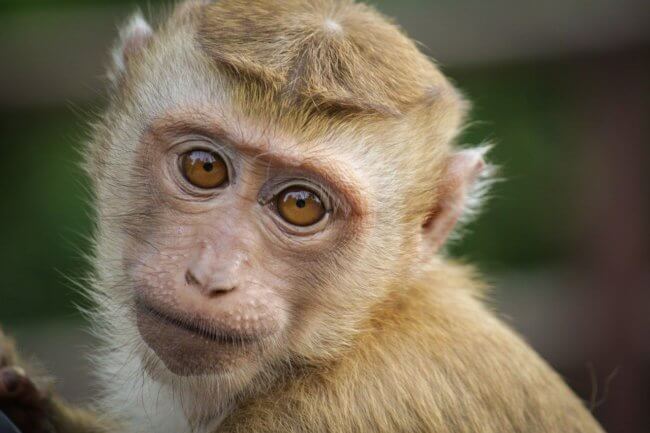 Выращенная в лаборатории ткань сетчатки вернула обезьянам зрение. Фото.