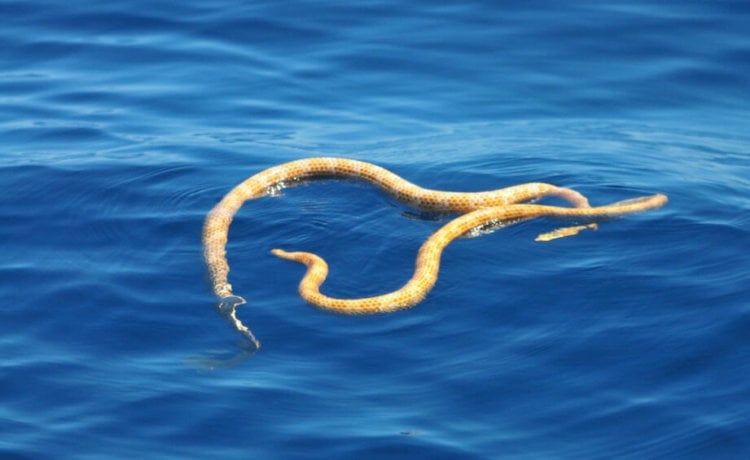 У побережья Австралии учёные обнаружили змей, считавшихся вымершими