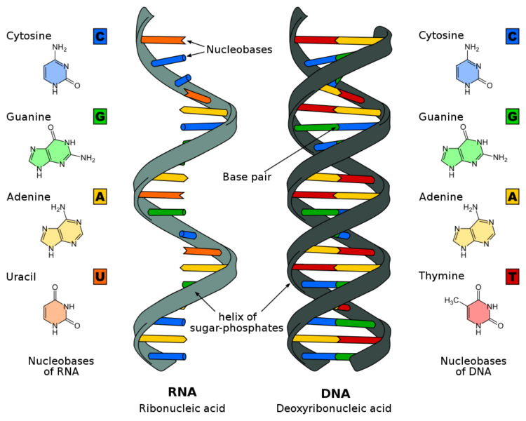 Как ученые пытаются создать жизнь додарвиновского мира. Схема ДНК. Фото.