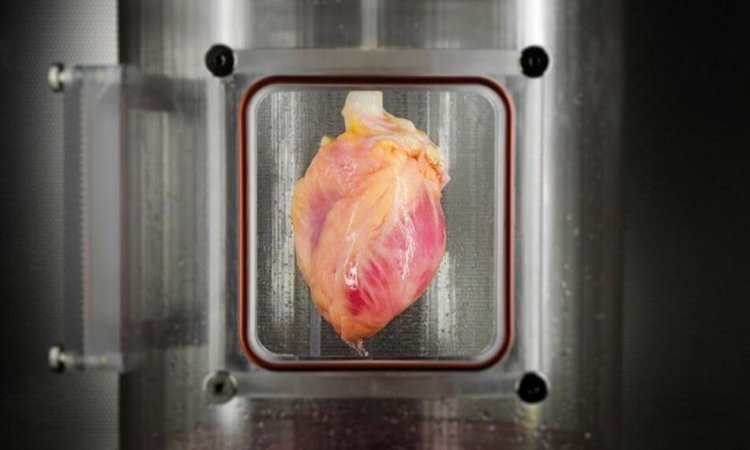 Учёные будут выращивать человеческие сердца из стволовых клеток