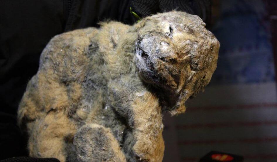 Корейские учёные собираются клонировать вымершего пещерного льва