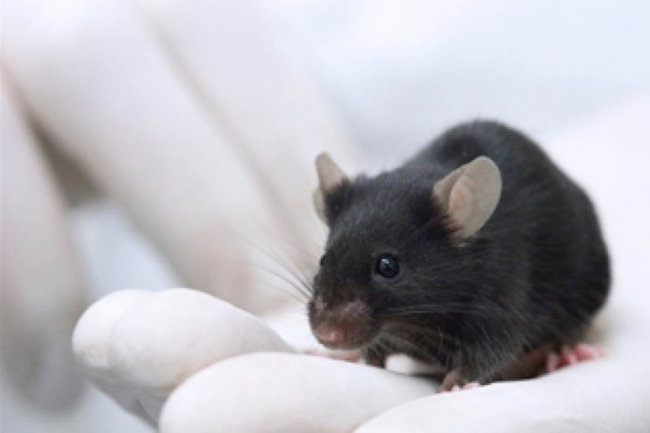 Кишечные бактерии могут вызывать рассеянный склероз. Фото.