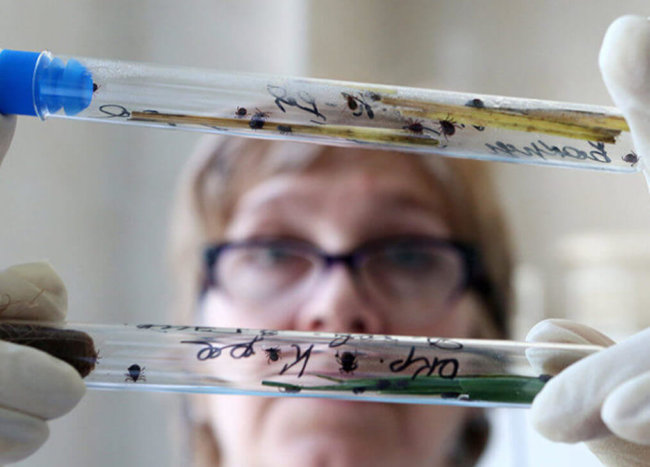 Российские ученые разработали биосенсор, выявляющий вирус клещевого энцефалита. Фото.