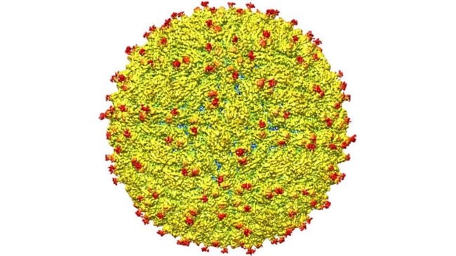 Ученые наконец-то узнали, как выглядит вирус Зика. Фото.