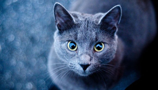 Catterbox – ошейник-переводчик с кошачьего языка на человеческий. Фото.