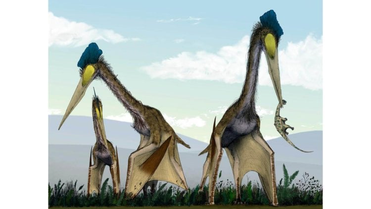 Птерозавр — не был динозавром. Птерозавры. Фото.