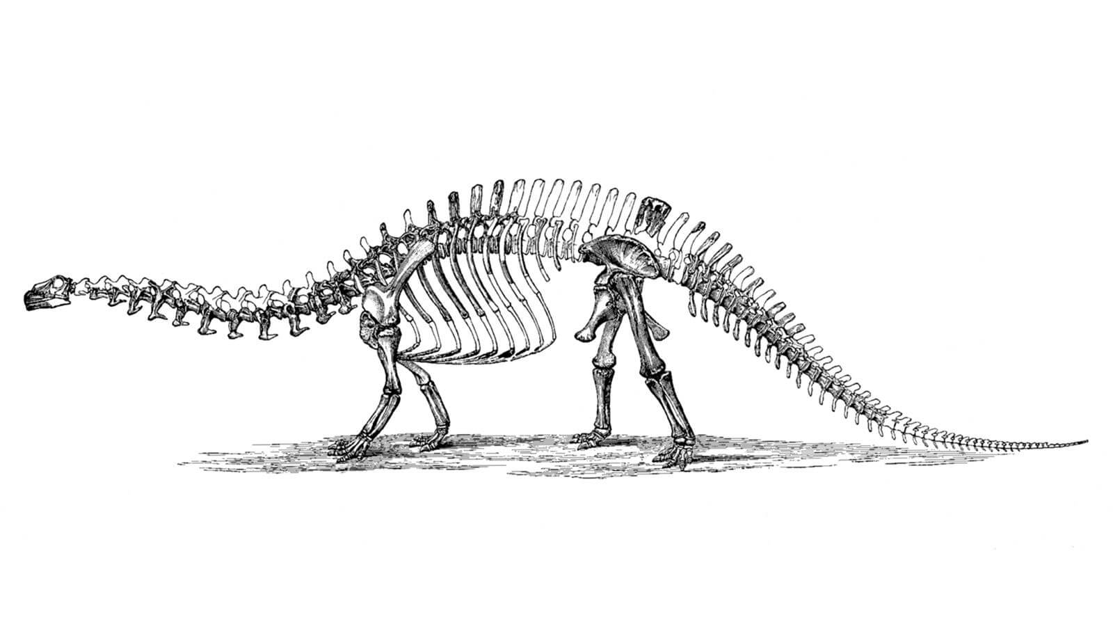 Бронтозавр. Фото.