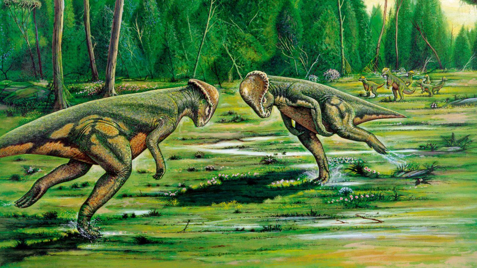 Пахицефалозавр. Фото.