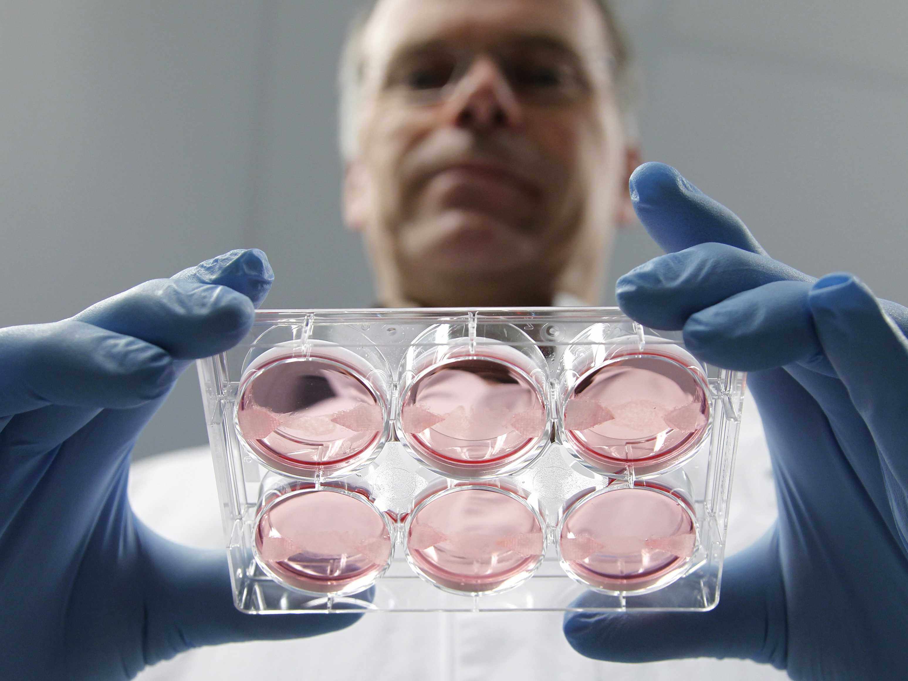 Мясо, выращенное в «пробирке», может спасти Землю от голода и от глобального потепления. Фото.