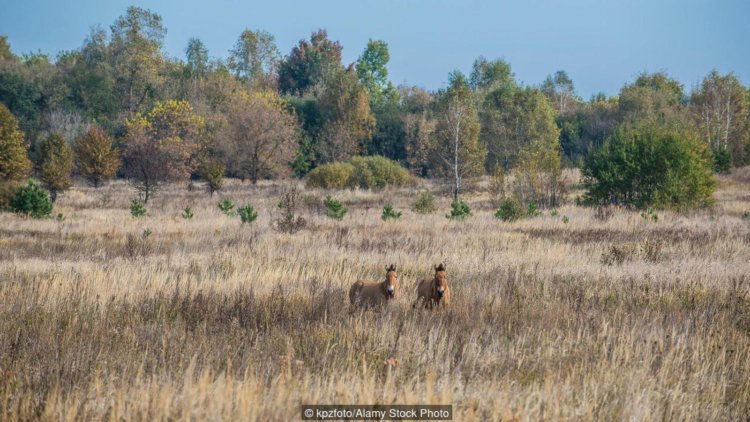 Животные в Чернобыле. В зоне отчуждения живут редкие лошади Пржевальского. Фото.