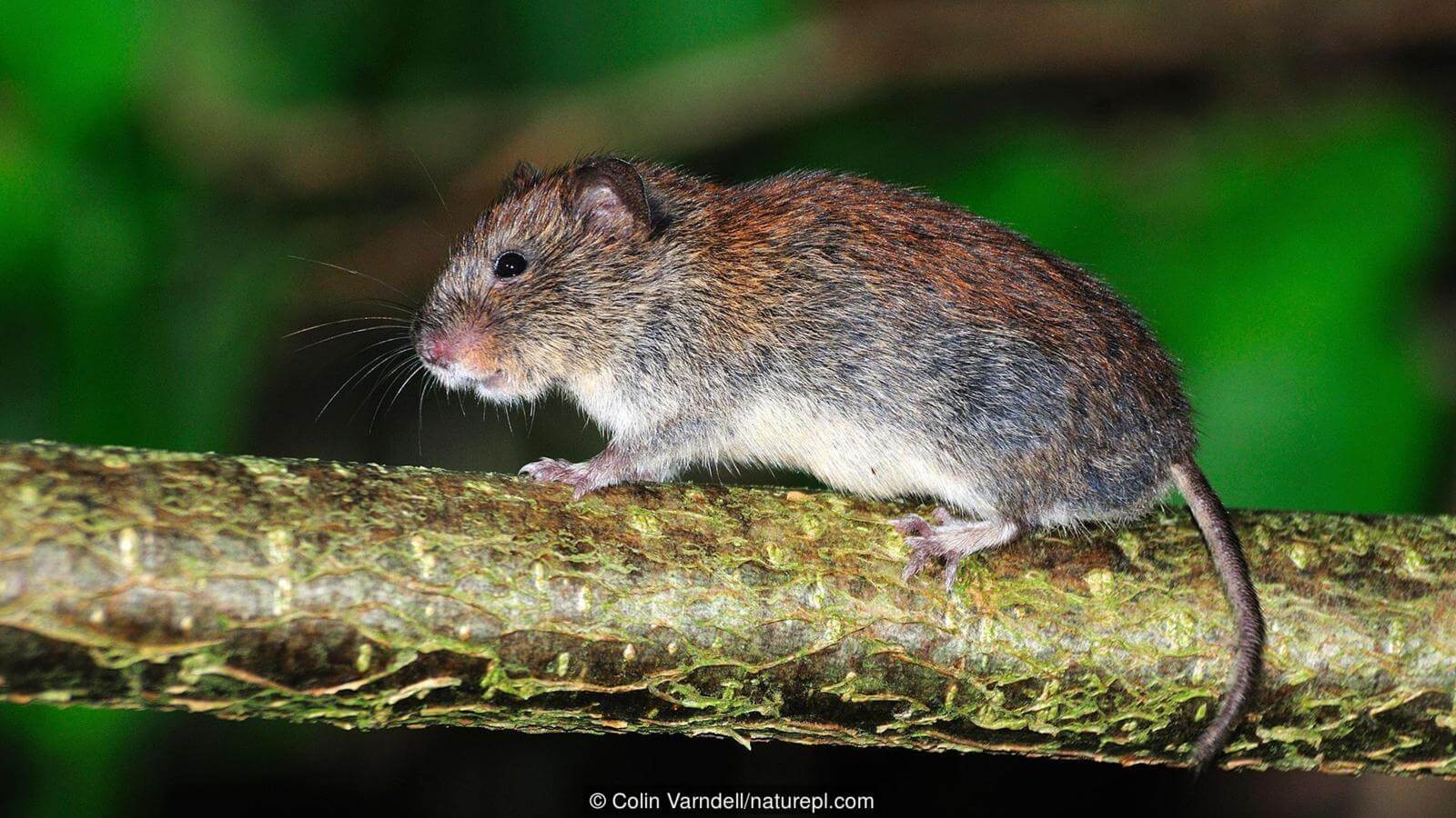 Животные в Чернобыле. В природе животный и растительный мир сталкивается с воздействием различных факторов. Фото.