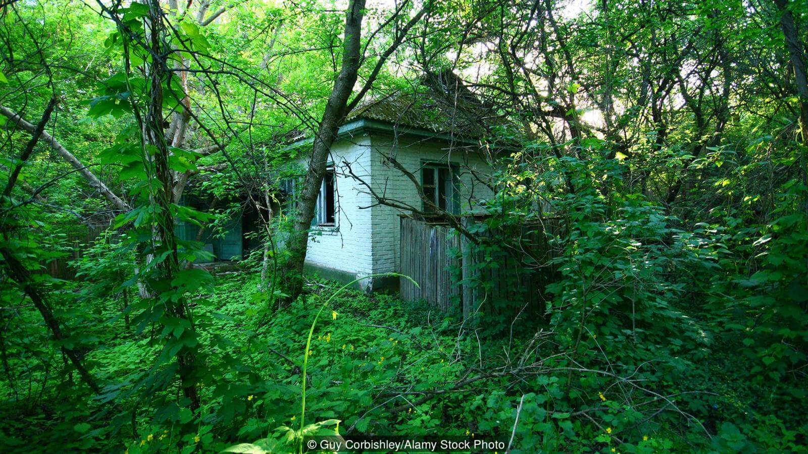 Восстановление Чернобыля. Но постепенно природа восстанавливается после ядерной аварии. Фото.