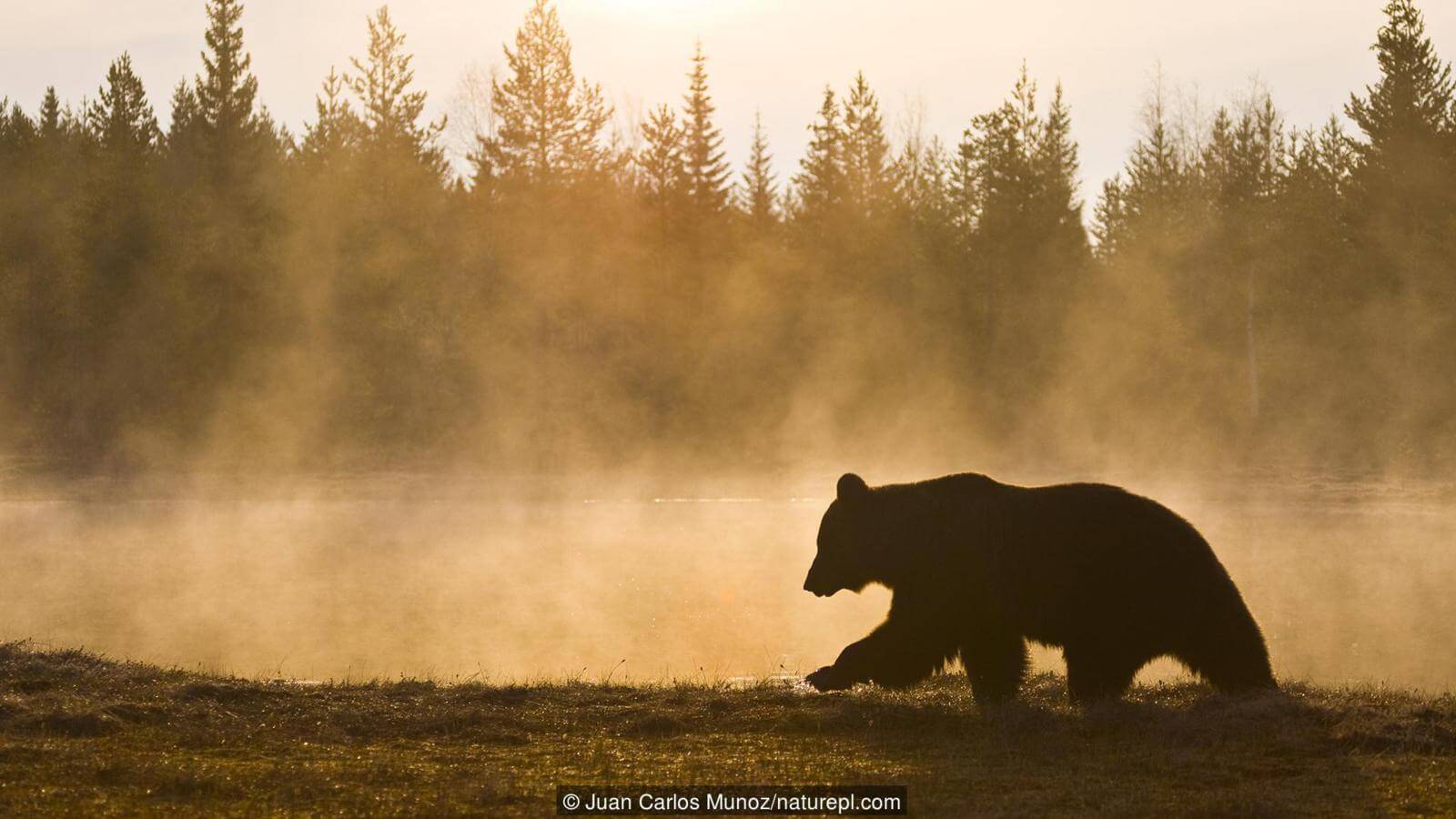 Животные в Чернобыле. Популяции животных тоже постепенно восстанавливаются. Фото.
