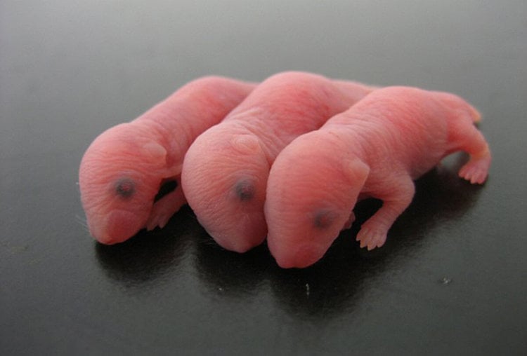 Сердце новорожденной мыши способно к самовосстановлению
