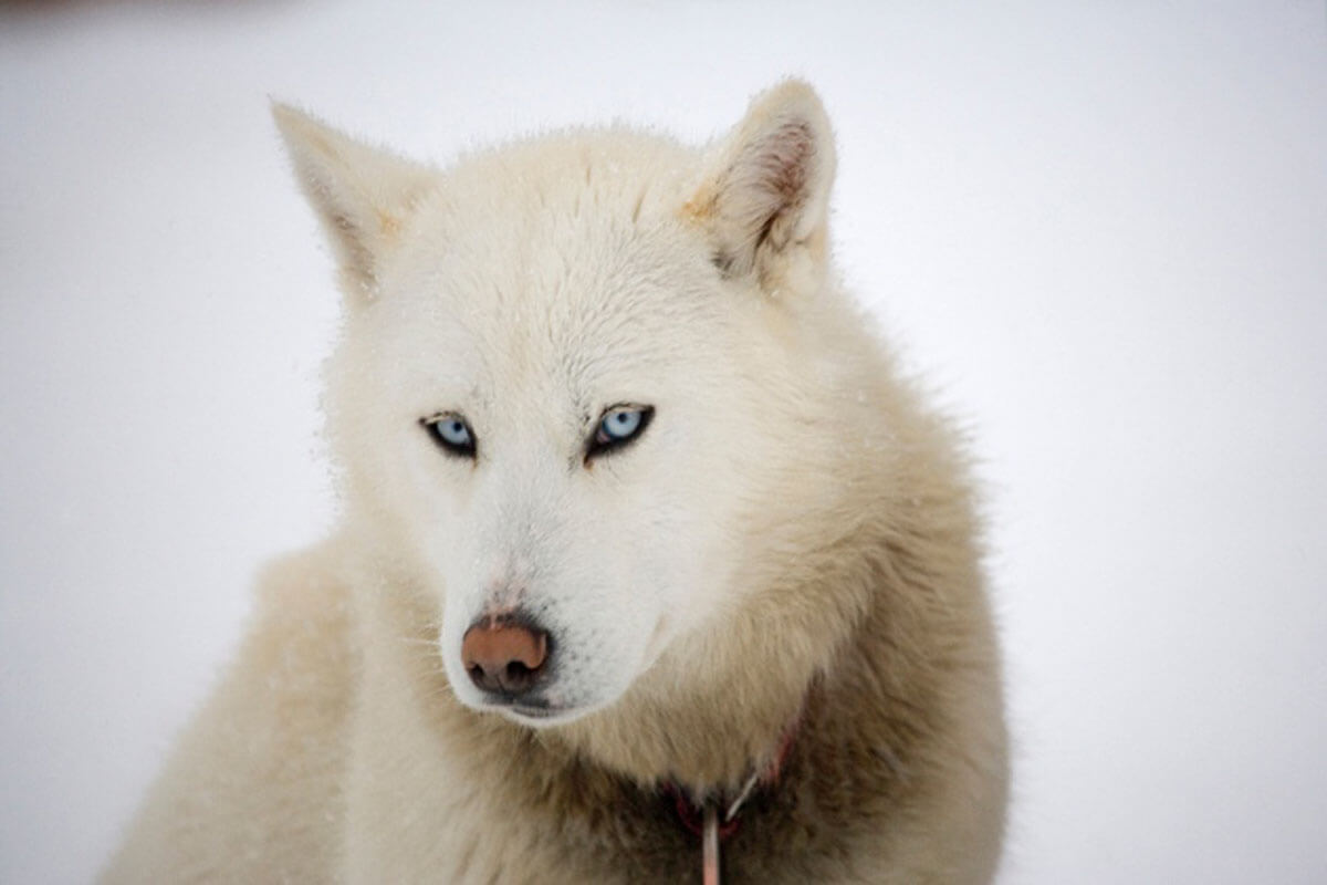 Собаки произошли от волков дважды